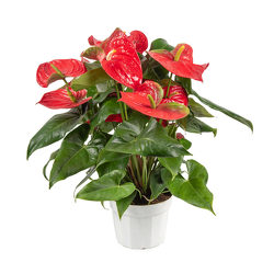 Anthurium Plant  from Bixby Flower Basket in Bixby, Oklahoma