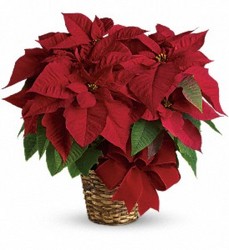 Christmas Poinsettia from Bixby Flower Basket in Bixby, Oklahoma