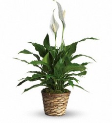 Beautiful Peace Lily from Bixby Flower Basket in Bixby, Oklahoma