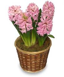 Potted Hyacinth  from Bixby Flower Basket in Bixby, Oklahoma