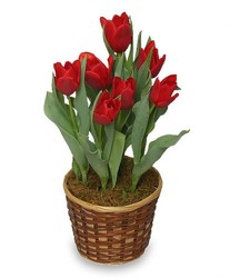 Potted Tulip Plant from Bixby Flower Basket in Bixby, Oklahoma